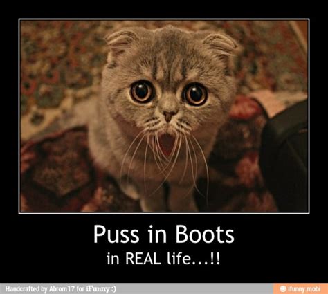 Puss In Boots Puss In Boots In Real Life