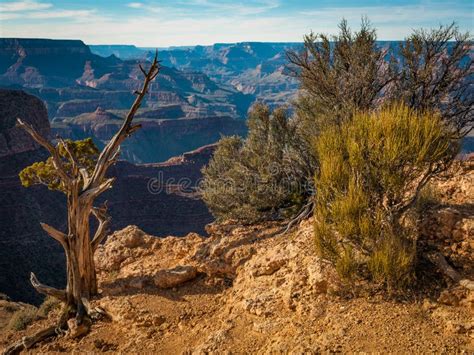 Plants On The Edge Of Grand Canyon Stock Photo Image Of Beauty