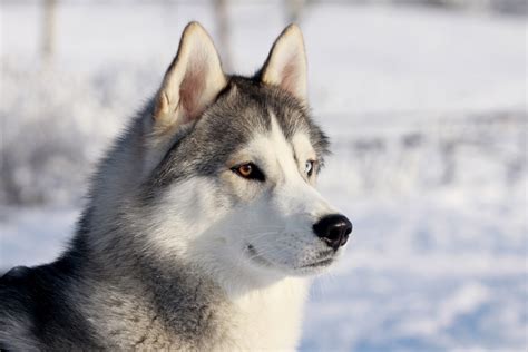 5 Defining Characteristics Of Siberian Huskies Heath Ly And His