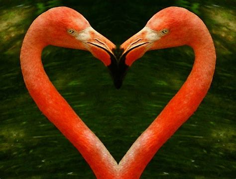 Flamingo Heart Photograph By Myrna Bradshaw