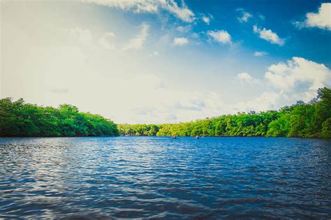Calm Body Of Water Near Tall Trees During Daytime Hd Wallpaper Peakpx