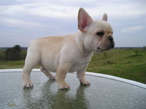 Bernard or the mountain dogs have a lifespan on average of eight to ten. French Bulldog Dog Breed Information, Puppies & Pictures