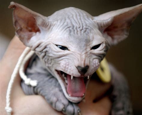 If you have a sphynx, be prepared to groom it at least once a week. Keep your cats' and dogs' hair healthy and your home pet ...