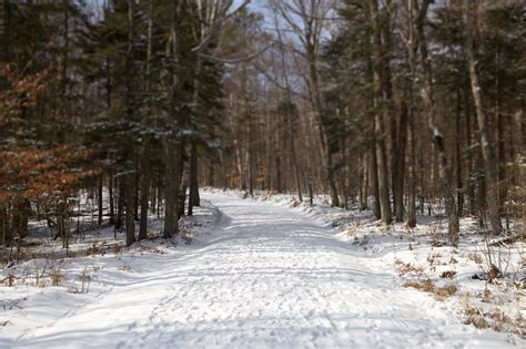 Free Picture Snowy Road Winter Time Forest Path Road
