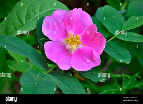A Pink Colored Rose Rosa Acicularis Growing Wild In Rural Alberta