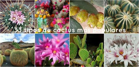 Cactus Más Populares Imágenes Y Nombres De Estas Plantas Plantas