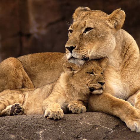 Baby Lion With Mom