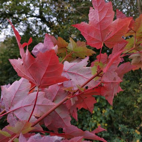 Acer Rubrum Sun Valley Red Maple