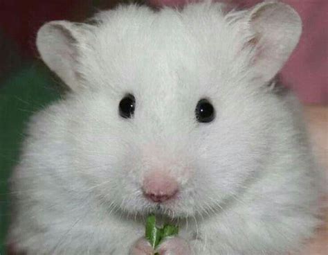 Hamster Cuteness Ratos