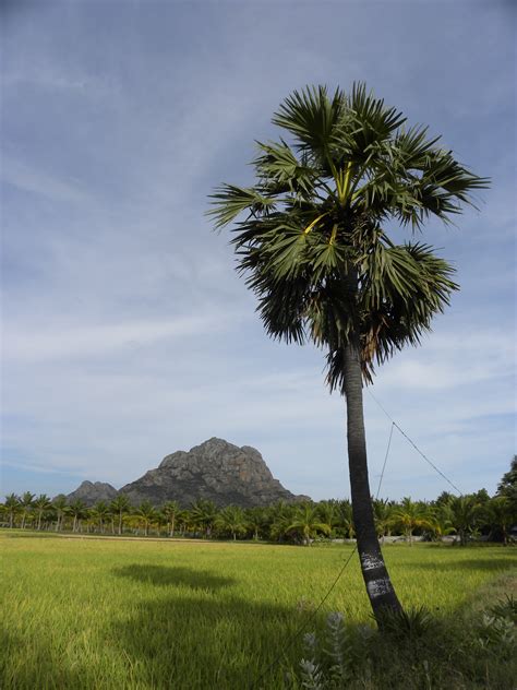 Filepalm Tree Tamil Nadu