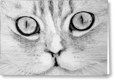Cat Face Drawing By Kenny Chaffin