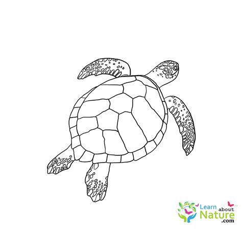 Sea Turtle Coloring Page 2 Learn About Nature