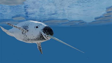 Front View Of A Swimming Narwhal Narwhal Whale Beluga Whale