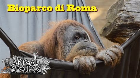 Rome Zoo Bioparco Di Roma Short Impression Youtube