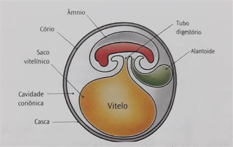 A Proteção Mecânica Do Embrião Dos Mamíferos é Realizada Fundamentalmente
