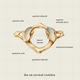 Medical illustration: C1 vertebrae | Medical illustration, Cervical ...