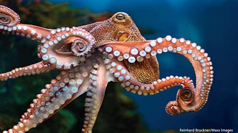 8 Reasons To Love An Octopus Nwf Ranger Rick