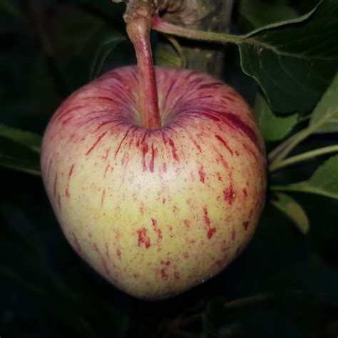 A Hauntingly Strange But Really Lovely Looking Apple Trumdor The