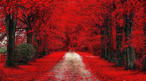 Fall Leaves On Road Between Red Cherry Blossom During