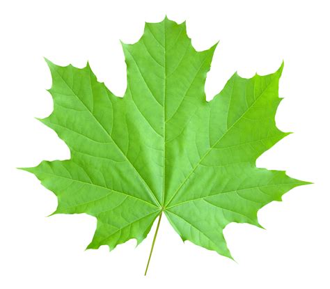 Maple Leaf Png Transparent Maple Leafpng Images Pluspng