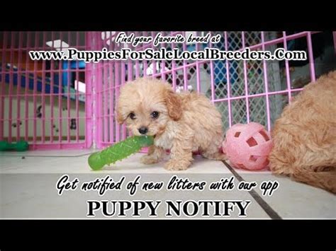 We did not find results for: RED CAVAPOO PUPPIES FOR SALE, GEORGIA LOCAL BREEDERS, NEAR ATLANTA, GA - YouTube