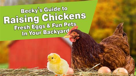 Learn about building a chicken coop, buying chicks, integrating new chickens with an existing flock, proper nutrition, common illnesses and many other things. Becky's Guide to Raising Chickens - Fresh Eggs & Fun Pets ...