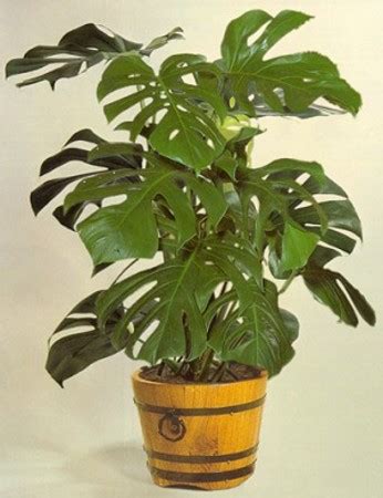 Esta planta es originaria de las selvas tropicales de américa central y del sur. Costilla de Adan - Plantas para la Casa
