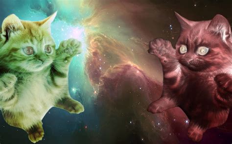 Cats In Space Wallpapers Top Free Cats In Space Backgrounds
