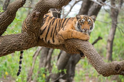 Bengal Tiger On A Tree Wildlife Shot Stock Photo Download Image Now