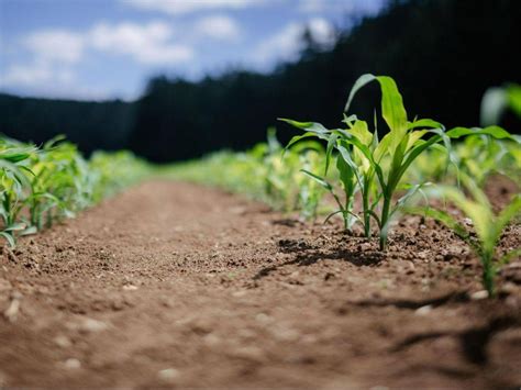 3 Claves Para Una Agricultura Sostenible · Regaber