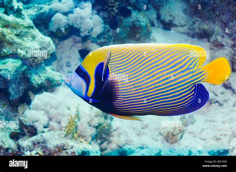 Kaiser Angelfish Pomacanthus Imperator Mit Sauberer Lippfisch Labroides