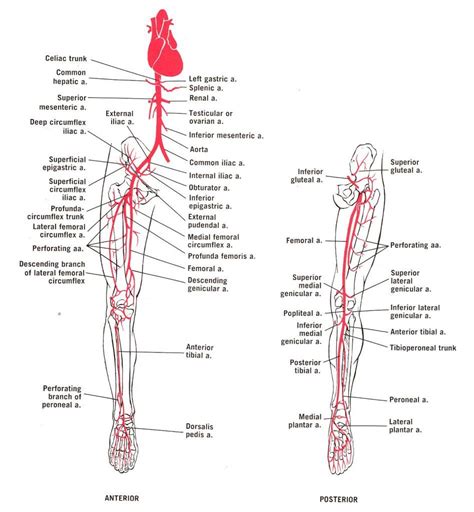 The anatomy of the blood vessels and nerve pathways are detailed on this chart along with important information about their clinical importance. Image result for flow chart of arteries lower limb ...