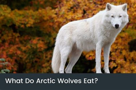 What Do Arctic Wolves Eat Animals Hunted By The Arctic Wolf