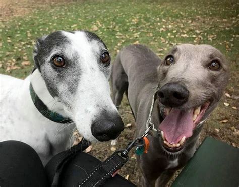 Qanda What Makes Greyhounds Such Great Pets Greyhounds As Pets