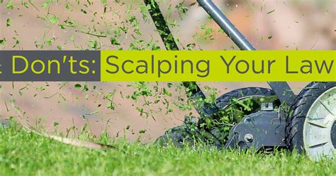Dos And Donts For Scalping Your Lawn Waynes Lawn Care