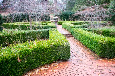 How To Thin A Boxwood Hedge Kevin Lee Jacobs