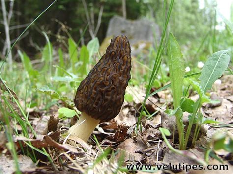 Morchella elata, kartiohuhtasieni @ Natural Fungi in Finland