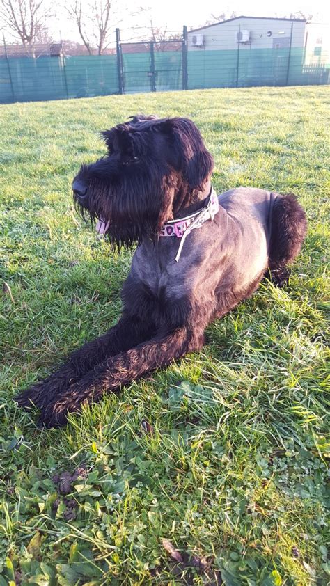 Find a giant schnauzer puppy from reputable breeders near you and nationwide. Giant Schnauzer Puppies -Ready Now | Giant Schnauzer for ...
