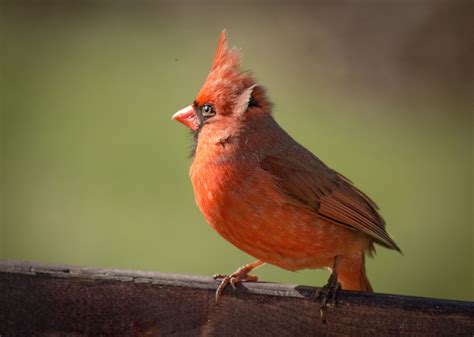 Cardinal Profile Common Birds Birds Like A Cat