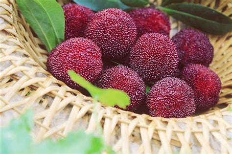 Xianju Lures Shanghai Tourists With Sweet And Juicy Waxberries Shine News