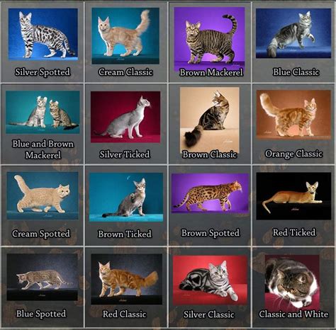 Pet central looks at the persian cat coat patterns and colors from blue cream and tortoise shell to chocolate calico to lilac calico. Favorite cat coat color/patterns?🐱 | Pets Amino