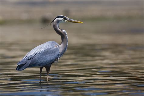 Heron Animal Wildlife