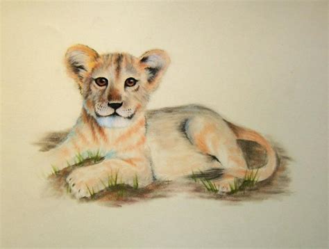 Lion And Cub Drawing At Explore Collection Of Lion