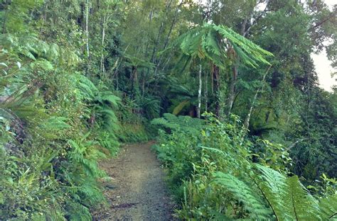 Ferns Are Everywhere In The Dense Vegetation Of The Heaphy Track