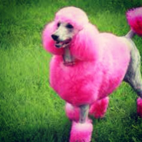 20 Best Pink Dog Images On Pinterest Pink Pink Pink Everything Pink