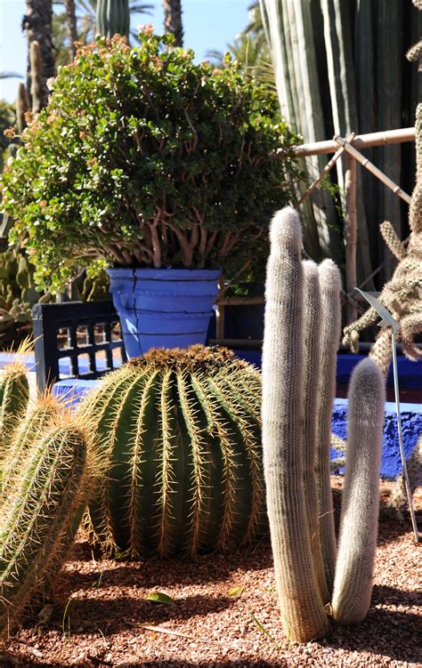 Otras son muy particulares y delicadas con el medio ambiente en el que están y hay su cultivo está solo al alcance de los coleccionistas más avanzados. Le jardin Majorelle à Marrakech au Maroc