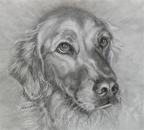 Golden Retriever Drawing Greeting Card For Sale By Susan A