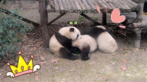 Two Pandas Fighting Over One Panda Chengshi Pick One Between Them