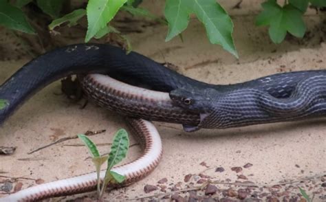 Snake Regurgitates Another Snake In Startling Video