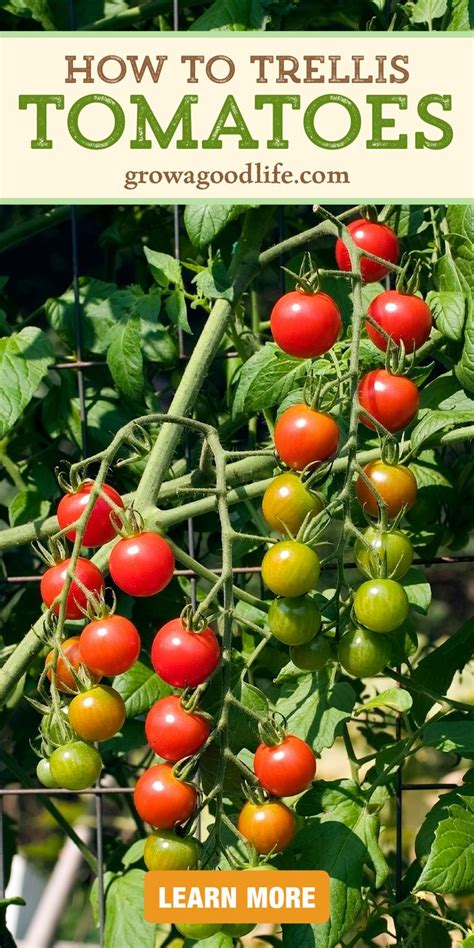 9 Creative Diy Tomato Trellis Ideas Tomato Trellis Tomato Plant